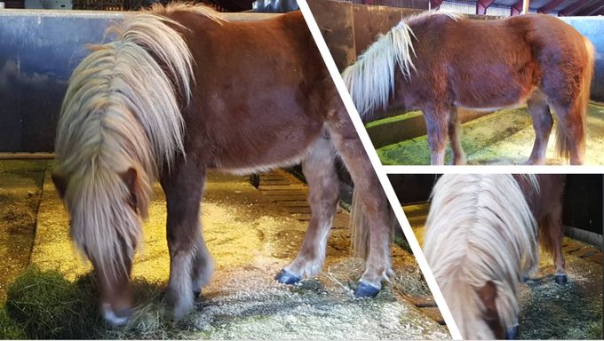 16 februar 2021
Bjar er hingst, snart 2 år og 135 cm mankehøyde.