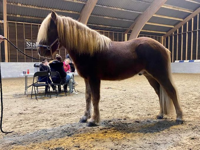 Unghestutstilling i regi Vestnes islandshestforening helga 4 og 5 november 2022. Dalen gård viste vår 3-års hingst, Bjar fra Dalen gård. Veldig mange fine hester og flott arrangement i anlegget til Stall SP!