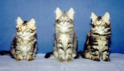 S*Dalkullans Pim-Pim, Pagageno, Pepita