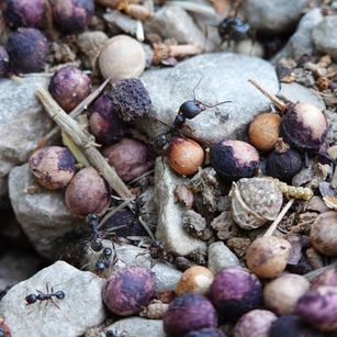 fourmis mauves 2