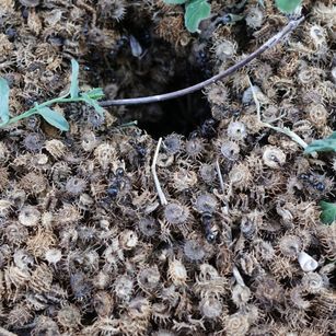 fourmis trefle +