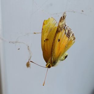 la chute
