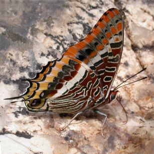papillon roux 2