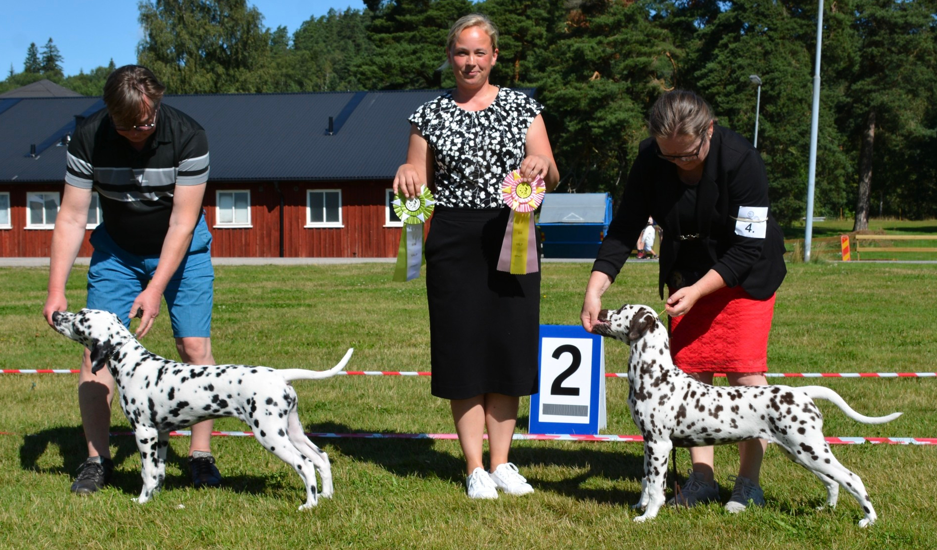 Kennel club dalmatian puppies top