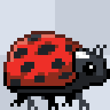 ladybug