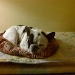 Dog sitter Milano