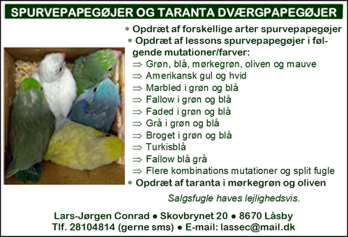 Opdrætsannonce