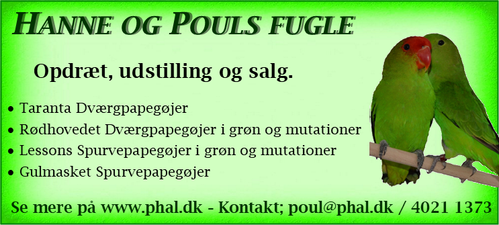 Opdræts annonce