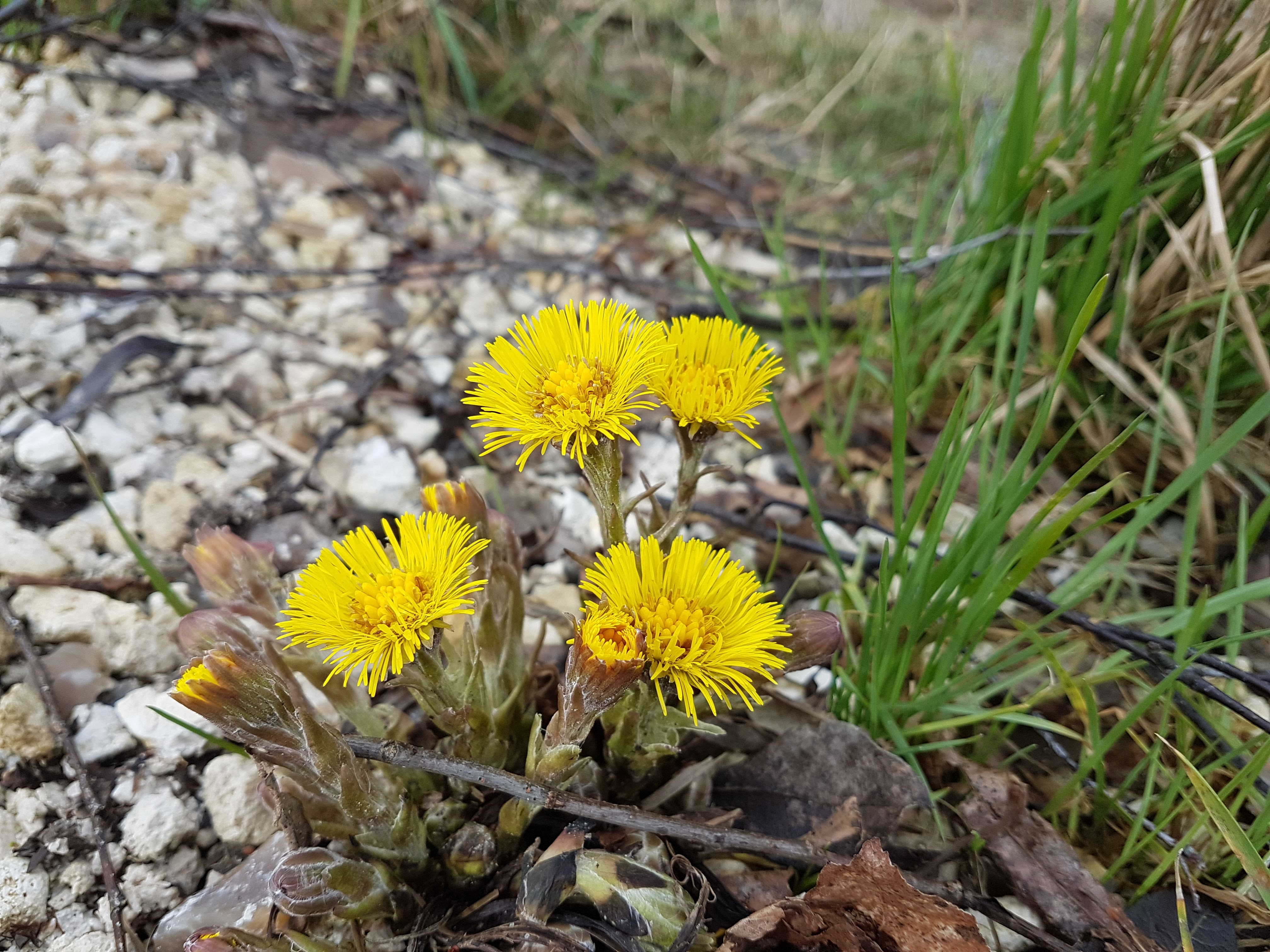 Følfod | Danmarks vilde planter