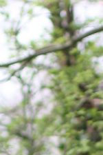 'Pluriform' op Parkpret, zondag 25 mei