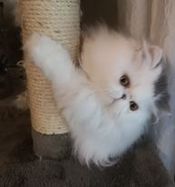 Poppy 1
