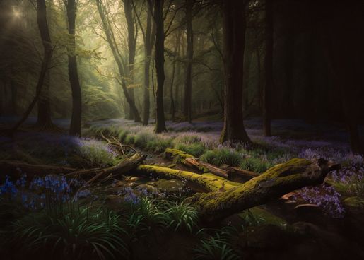 Bluebell Wood
