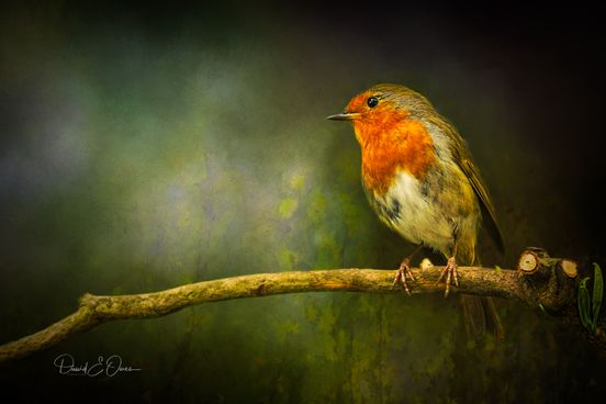 Robin