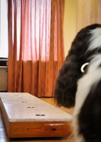 Specialsök träning med sökbana Specialsök träning med sökbana