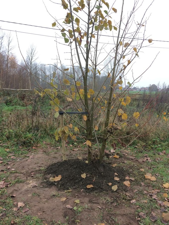 30 november 2020: Drie linden bij mekaar geplant zoals ze ook samen zijn opgegroeid
