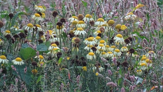 Reuzenmargriet (Leucanthemum maximum)  -  24 augustus 2020