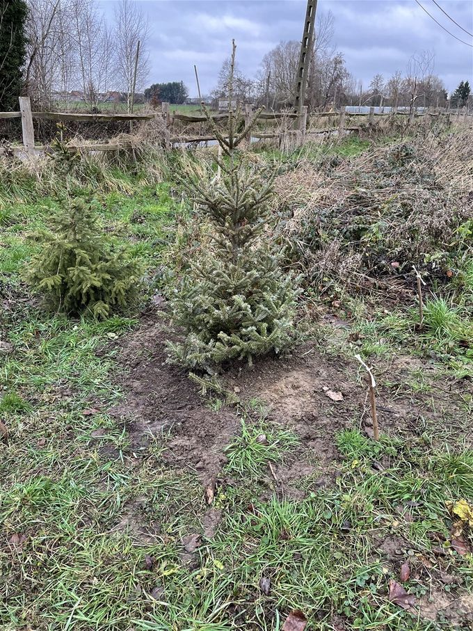 De eerste kerstspar van kerst 2020 heeft zijn plaatsje gevonden  -  5 januari 2021