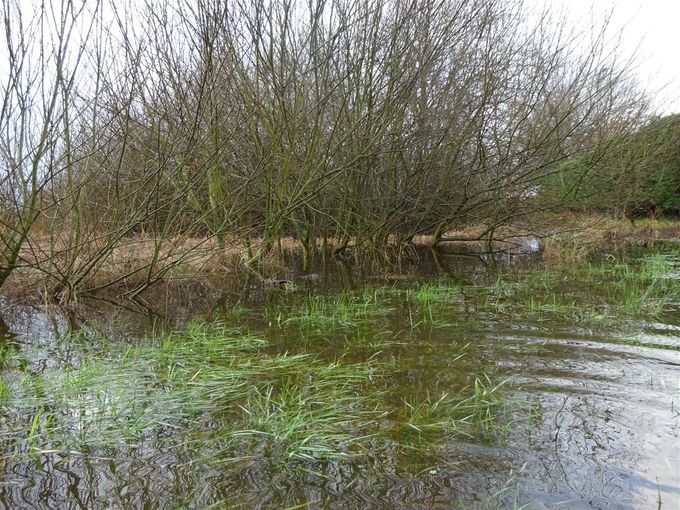Wilgenstruweel in bad  -  1 februari 2021