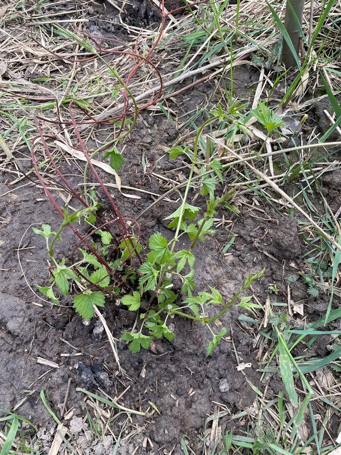 Hop hop hop en hij kan groeien...  -  9 april 2021