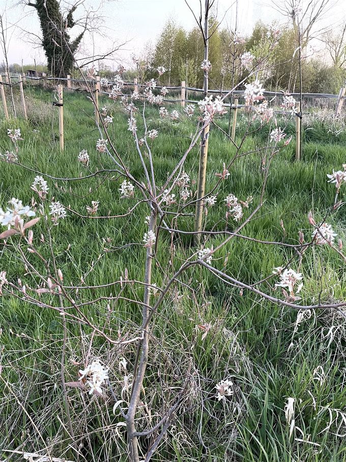 Krenteboompje in bloei dd 23 april 2021