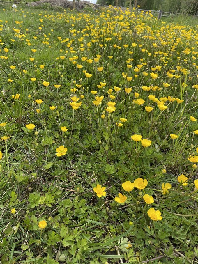 Kruipende boterbloem siert welig maar is een doorduwertje...