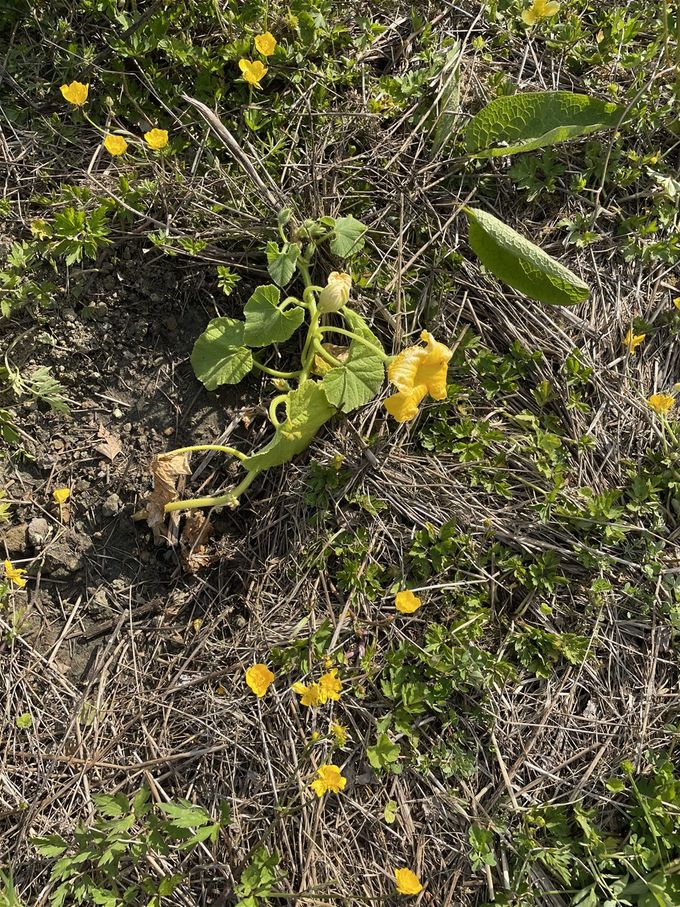 Pompoen in het kleine heemtuingedeelte