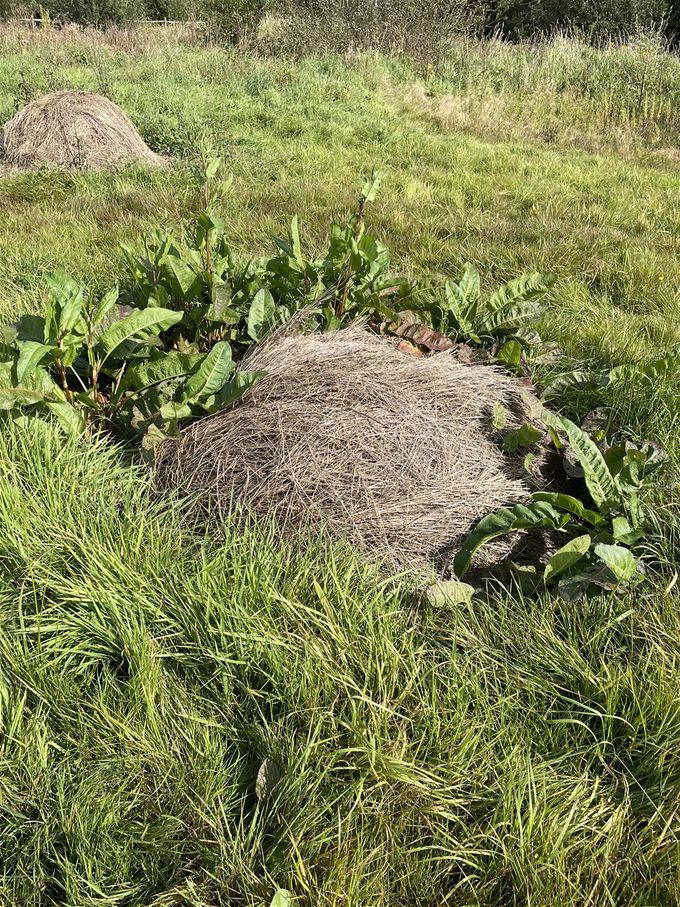 Bladplanten gedijen dankzij de stikstof door de hooiberg geleverd...