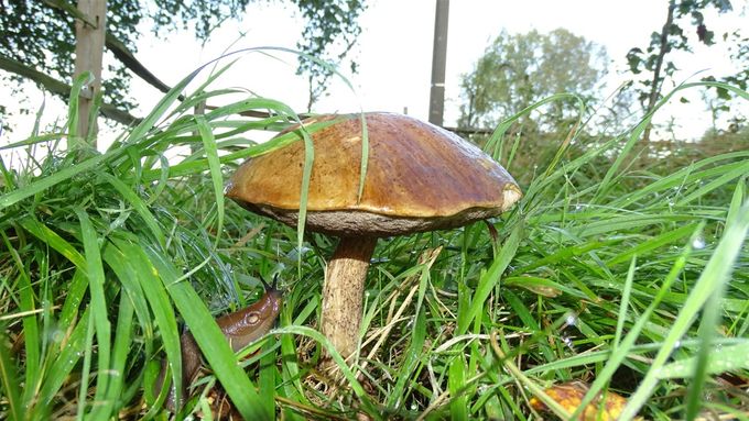 Berkenboleet (foto CdC), ook de slak bewondert hem...