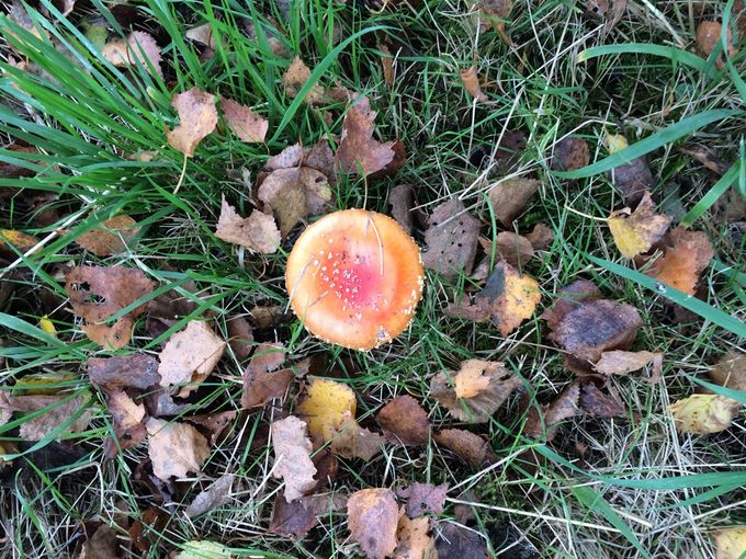 Vliegenzwam in herfstblad... (foto RS)