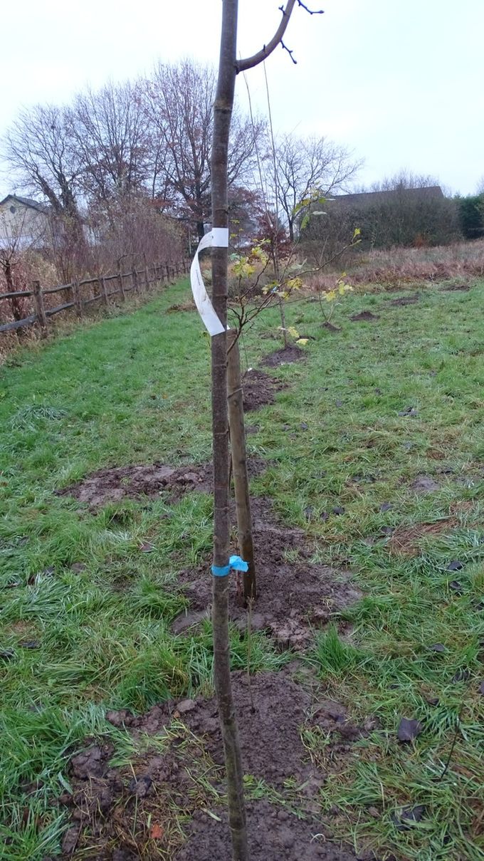 Boom en boompjes geplant als verbindingslint... , op de voorgrond Wilde boskers  (foto CdC)