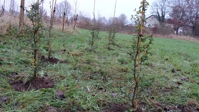 Vuurdoorns in haagrij,  hopelijk volgend jaar gele bessen... (foto CdC)