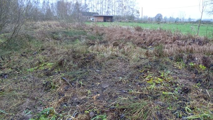 Op dit natte stuk werden jonge Zwarte elzen geplant, wacht maar tot ze groot zijn... (foto CdC)