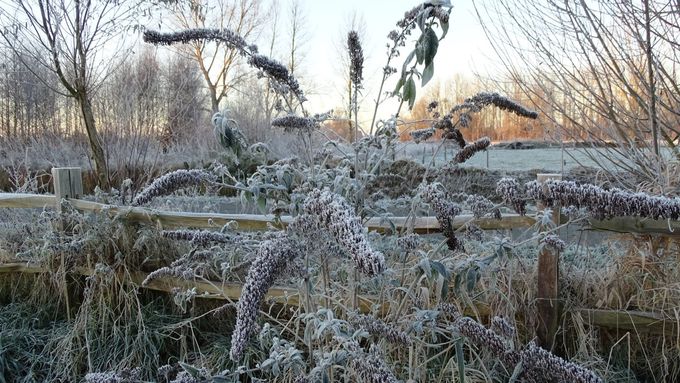 Winterse Vlinderstruik met zaadaren... (foto CdC)