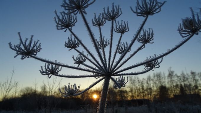 Lijken wel bloemetjes van een Toverhazelaar... (foto (CdC)