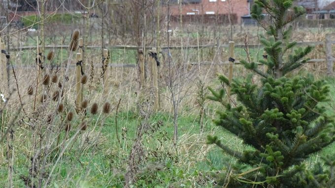 Kerstbomen welkom... (foto CdC)