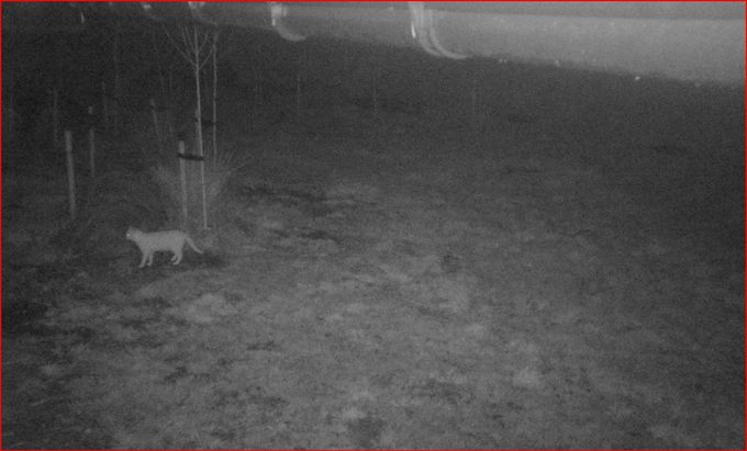 Onze mascotte 'by night'...