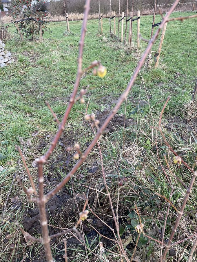 Chimonanthus in prille bloei...