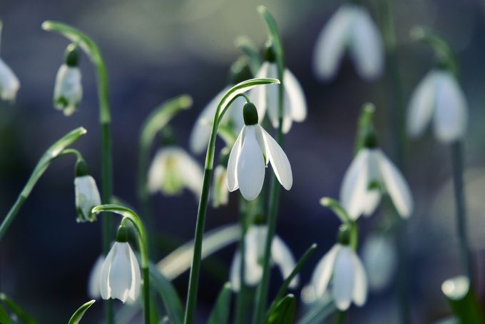 Sneeuwklokjes in trosjes typeren februari...