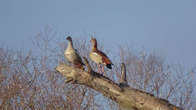Koppel Nijlganzen op hun geliefde tak in een hoge boom... (foto CdC)