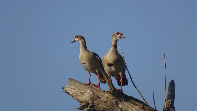 Op de uitkijk... (foto CdC)
