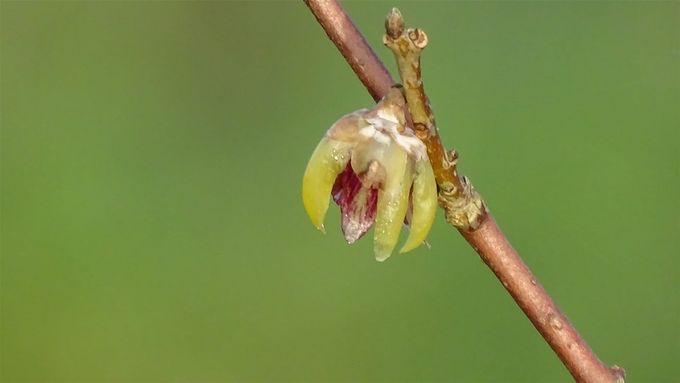 Bloempje van Chimonanthus... (foto CdC)
