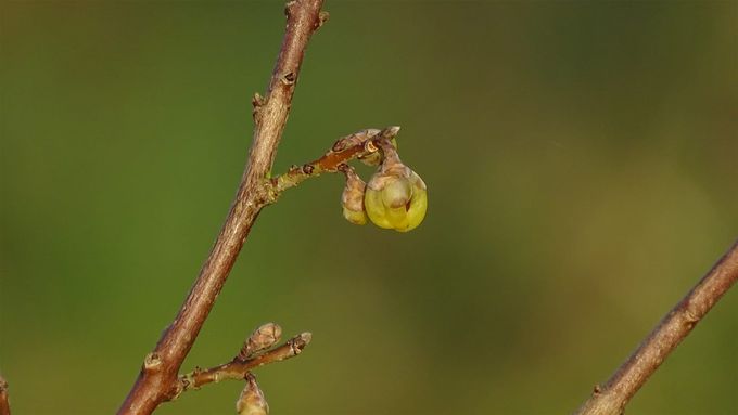 Op komst... (foto CdC)
