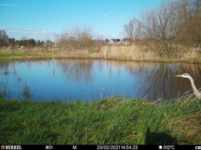 zo ziet de Blauwe reiger eruit langs de andere kant...