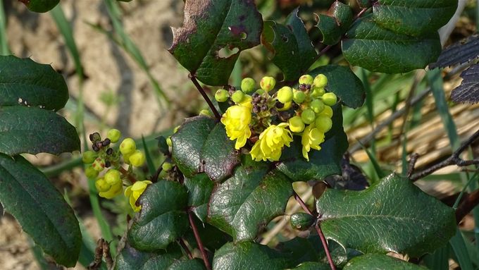 Bloei Mahonia, goede vroege bijenplant... (foto CdC)