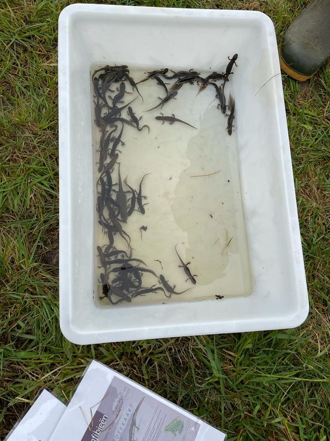 45 salamanders uit de inventarisatiefuik gehaald... Een waar succes!