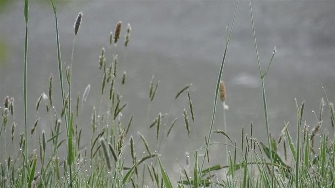 Ochtendgrassendauw... (foto CdC)