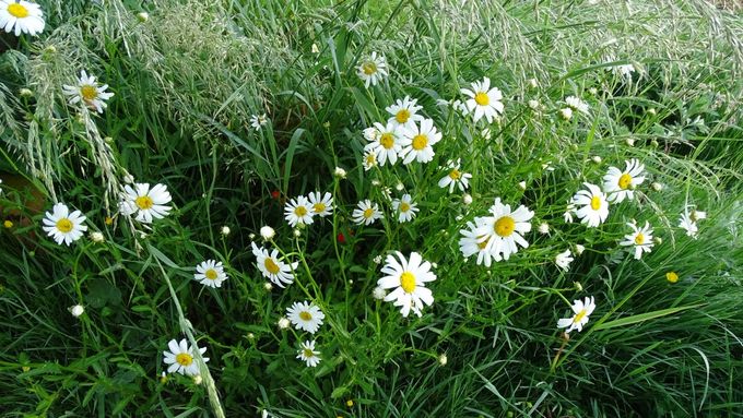 Margrieten doen het goed... (foto CdC)