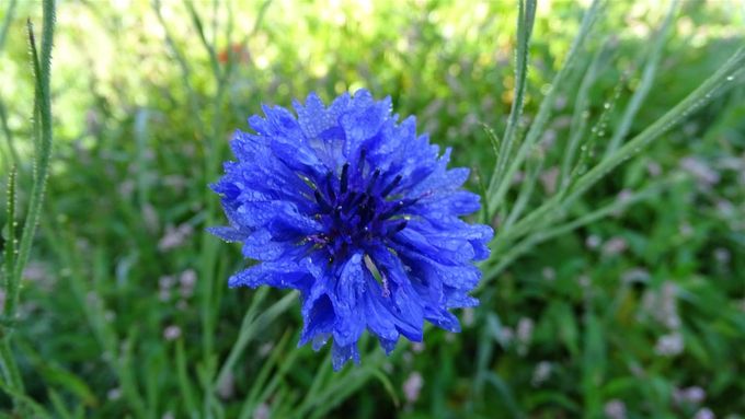 Korenbloem (foto CdC)