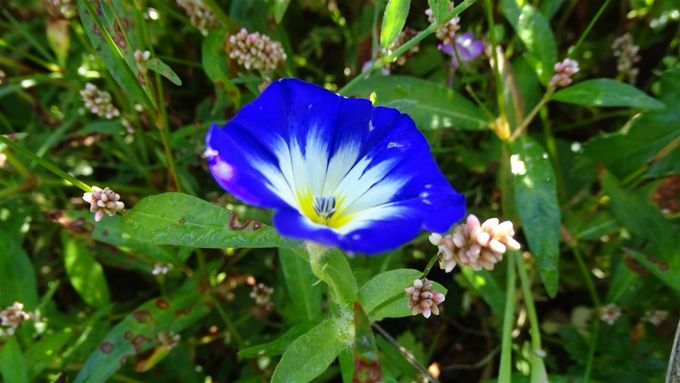 Driekleurige winde, ook wel Dagschone genoemd... (foto CdC)