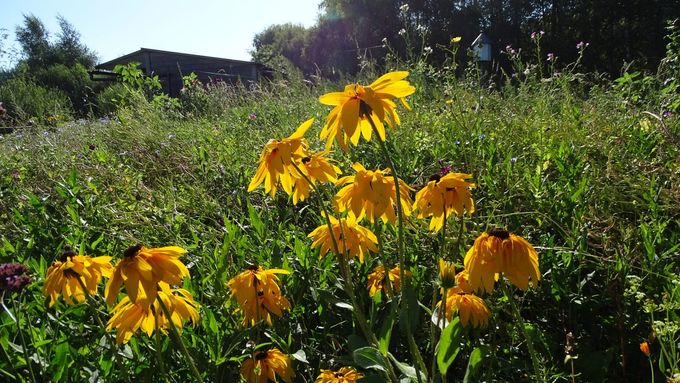 Opvallende bloei van Rudbeckia ... (foto CdC)